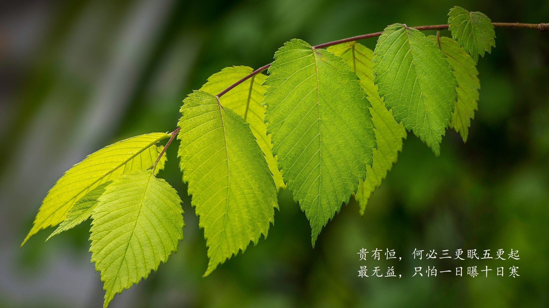 电竞产业与文化产业的结合：电竞小说与动漫改编，电竞系列文