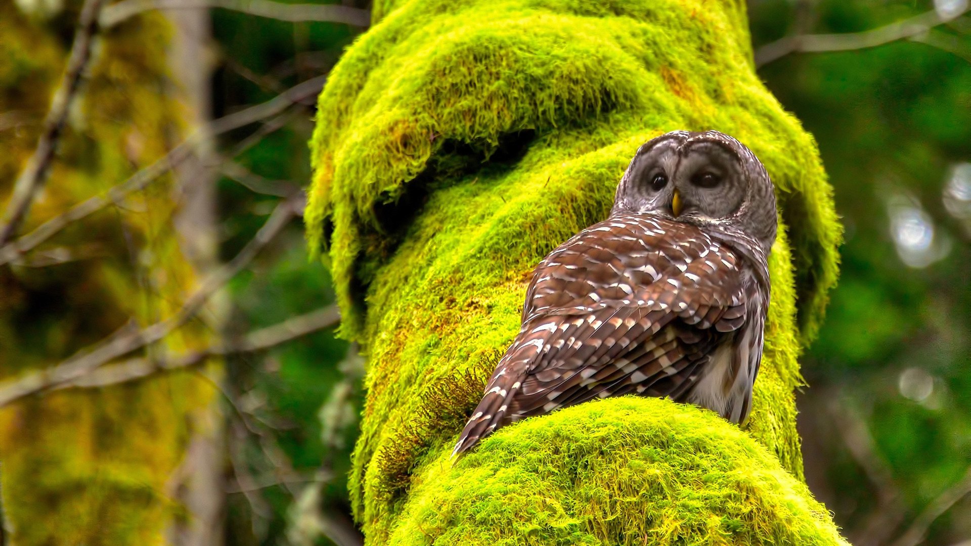 俱乐部缺少基于球迷数据的营销体系，俱乐部开展现状